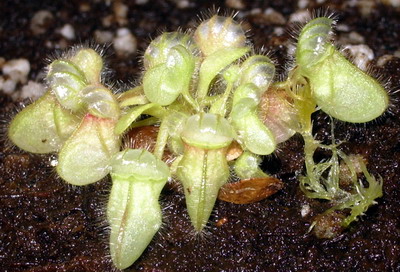 Name:  cephalogmsrs.jpg
Views: 2278
Size:  66.4 KB