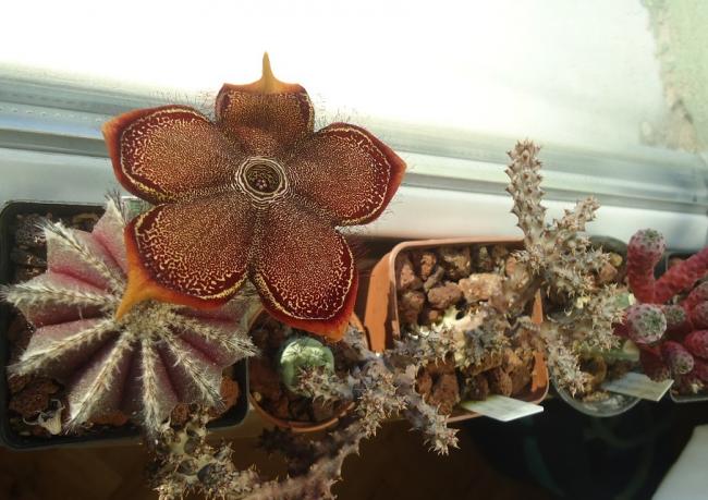 Name:  33.jpg
Views: 584
Size:  52.3 KB