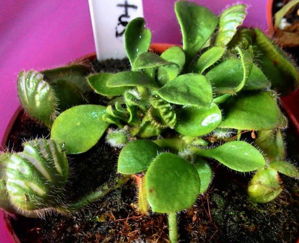 Name:  cephalotus.jpg
Views: 2416
Size:  62.2 KB