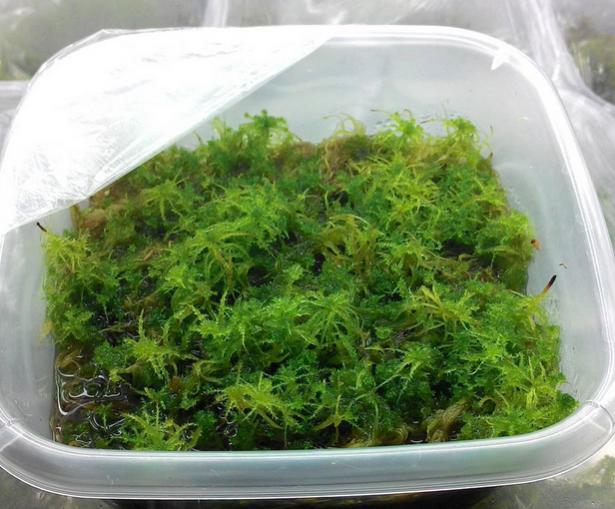 Name:  sphagnum.jpg
Views: 1514
Size:  52.4 KB