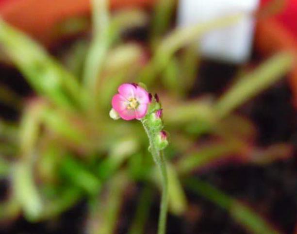 Name:  drosera.jpg
Views: 1388
Size:  24.5 KB