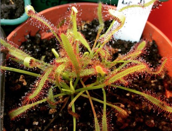 Name:  capensis2.jpeg
Views: 983
Size:  59.3 KB