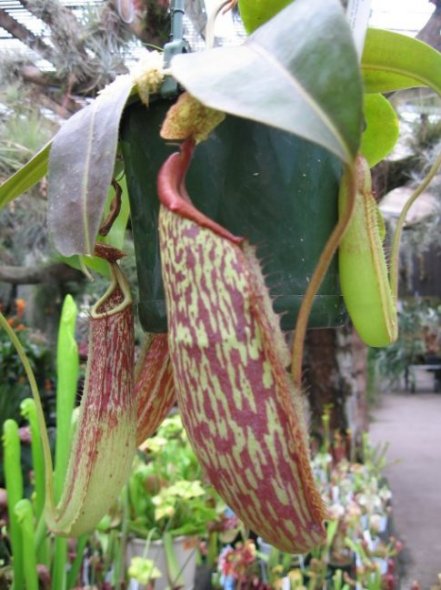 Name:  etoburlar 001nepenthes.jpg
Views: 826
Size:  56.6 KB