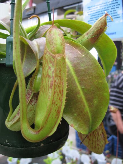 Name:  etoburlar 002nepenthes.jpg
Views: 1058
Size:  51.2 KB