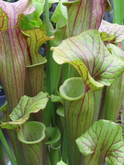 Name:  etoburlar 004sarracenia.jpg
Views: 634
Size:  56.2 KB