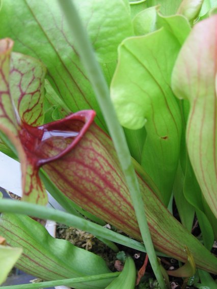 Name:  etoburlar 005sarracenia.jpg
Views: 900
Size:  43.8 KB