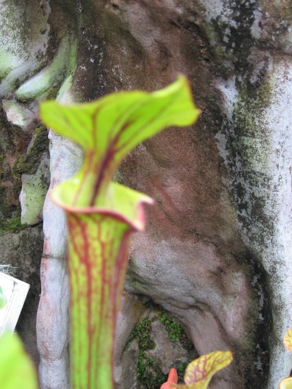 Name:  etoburlar 010sarracenia.jpg
Views: 811
Size:  65.8 KB