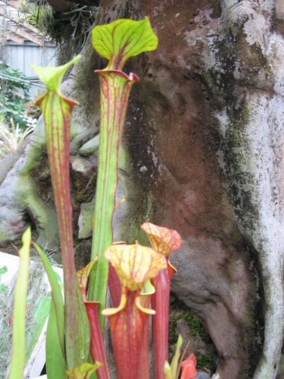 Name:  etoburlar 011sarracenia.jpg
Views: 579
Size:  59.9 KB
