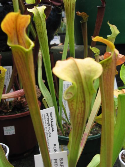 Name:  etoburlar 013sarracenia.jpg
Views: 562
Size:  48.8 KB