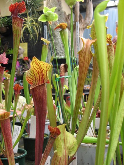 Name:  etoburlar 014sarracenia.jpg
Views: 604
Size:  68.7 KB