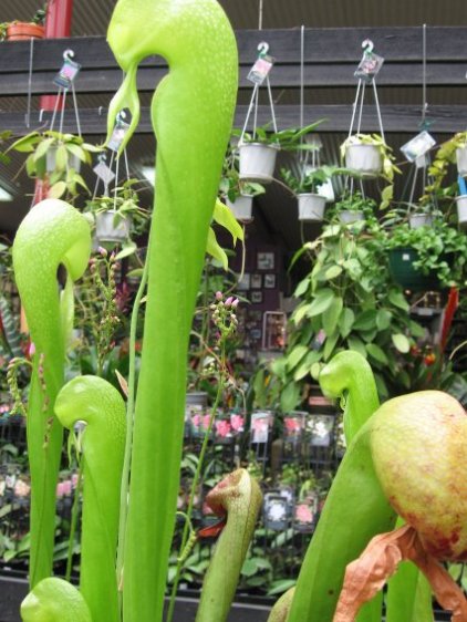 Name:  etoburlar 015sarracenia.jpg
Views: 593
Size:  63.4 KB