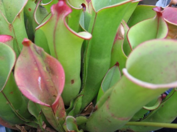 Name:  etoburlar 006heliamphara.jpg
Views: 604
Size:  37.4 KB