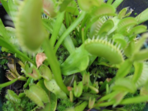 Name:  etoburlar 007venus fly trap.jpg
Views: 681
Size:  39.2 KB