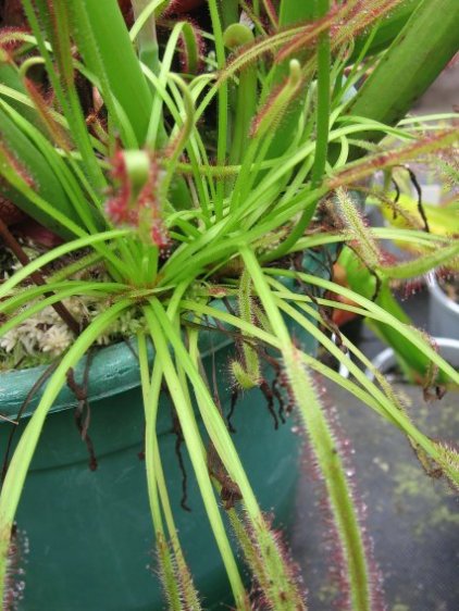 Name:  etoburlar drosera capensis alba.jpg
Views: 667
Size:  62.5 KB