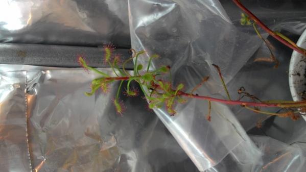 Name:  madagascariensis.jpg
Views: 713
Size:  25.3 KB