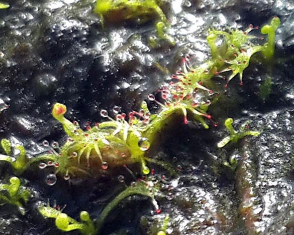 Name:  drocera04.jpg
Views: 1122
Size:  66.7 KB