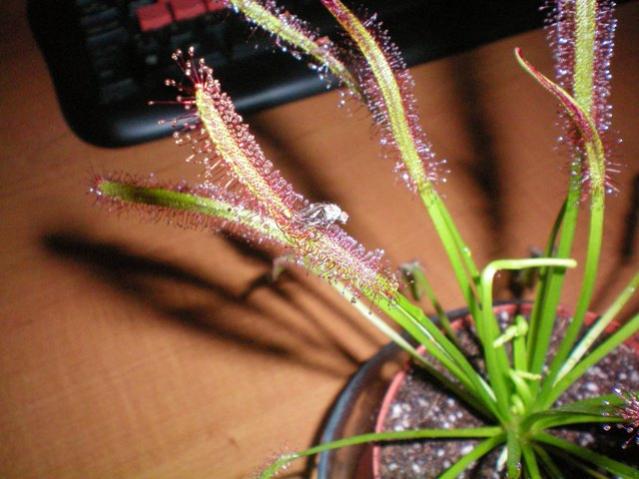 Name:  100_0060.jpg
Views: 785
Size:  45.2 KB