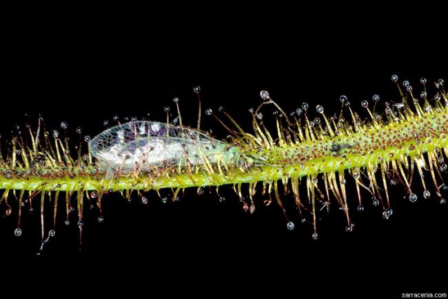 Name:  dbina02.jpg
Views: 1718
Size:  39.0 KB