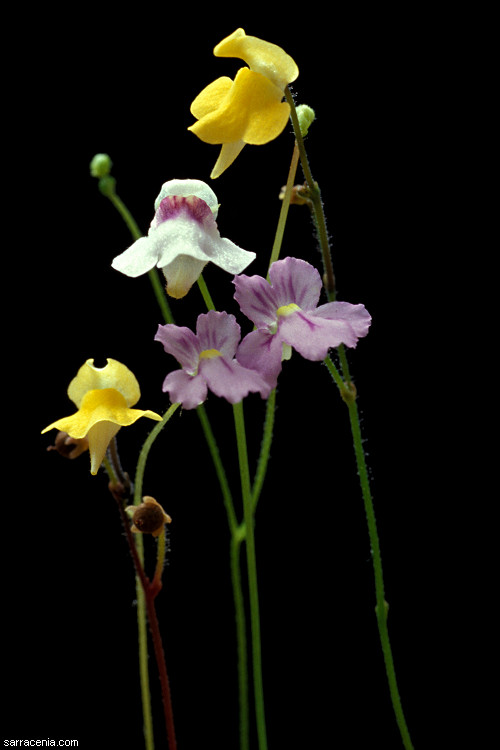 Name:  g_spp01.jpg
Views: 1897
Size:  61.0 KB