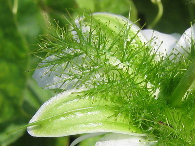 Name:  P_foetida_bracts.jpg
Views: 1293
Size:  49.2 KB