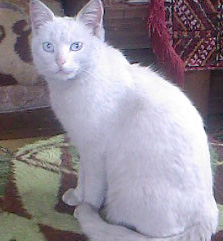 Name:  SP_A0211.jpg
Views: 1115
Size:  43.4 KB