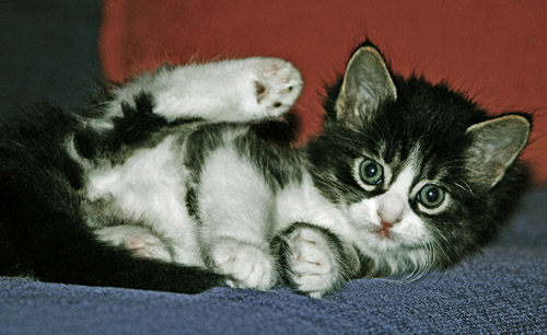 Name:  kedicik.jpg
Views: 970
Size:  62.4 KB