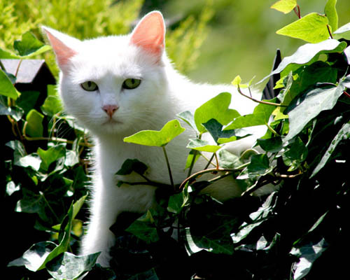 Name:  kedi.jpg
Views: 944
Size:  69.8 KB
