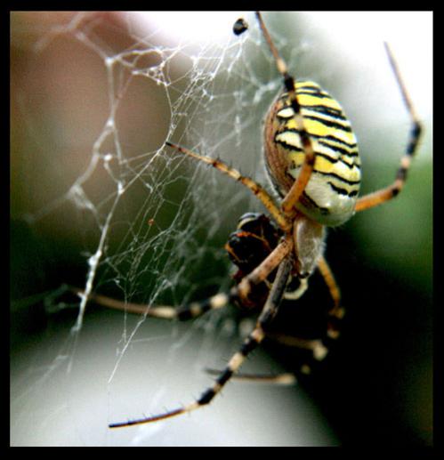 Name:  rlqm5b4p.jpg
Views: 903
Size:  32.3 KB
