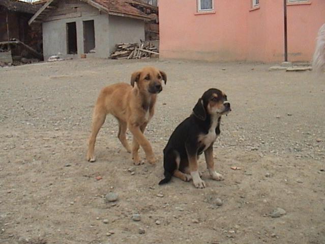 Name:  DSC07250.jpg
Views: 508
Size:  43.7 KB