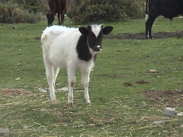 Name:  DSC07638.jpg
Views: 531
Size:  53.4 KB