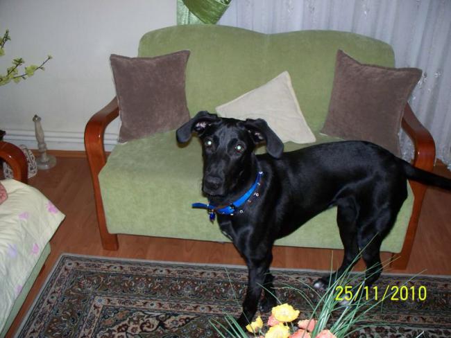 Name:  biber01.jpg
Views: 424
Size:  46.2 KB