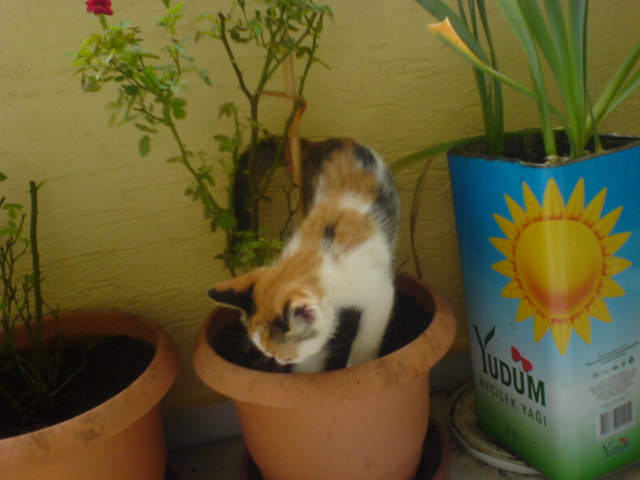 Name:  DSC06937.JPG
Views: 466
Size:  57.6 KB