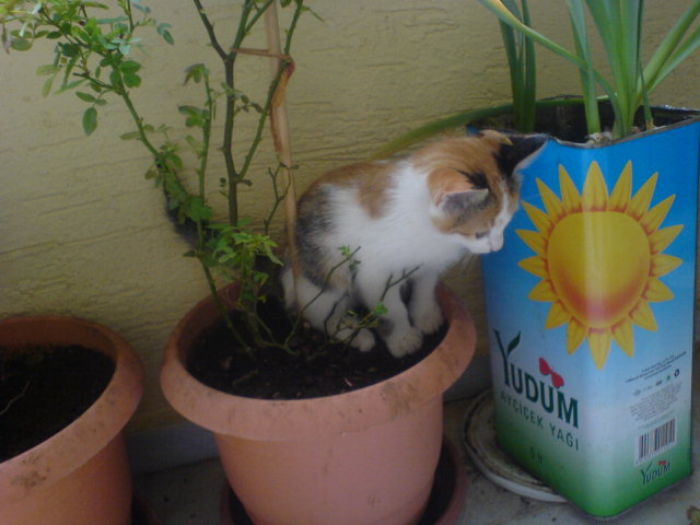 Name:  DSC06934.JPG
Views: 454
Size:  60.4 KB