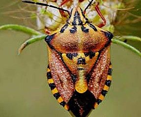Name:  firavunbocegi.jpg
Views: 669
Size:  17.4 KB