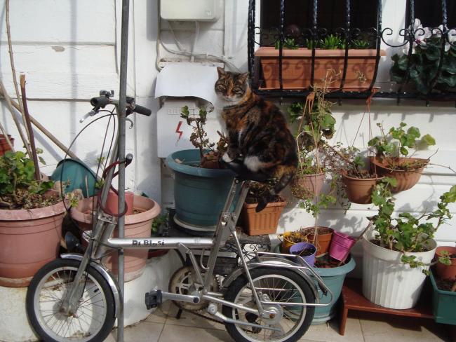 Name:  Glmseten anlar. .jpg
Views: 683
Size:  64.1 KB