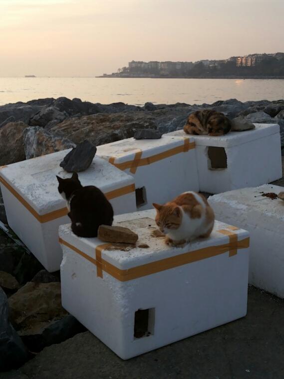 Name:  Cats of Kadkoy.jpg
Views: 891
Size:  41.0 KB