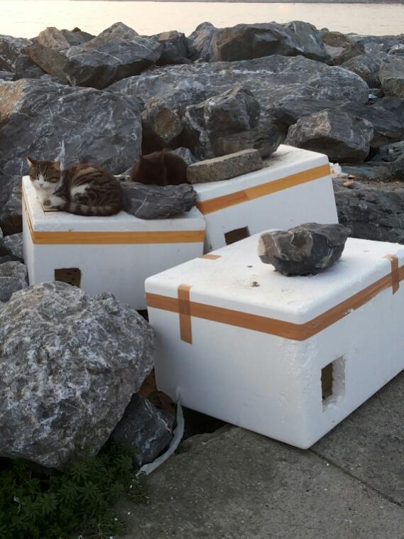 Name:  House for cats.jpg
Views: 1109
Size:  66.8 KB