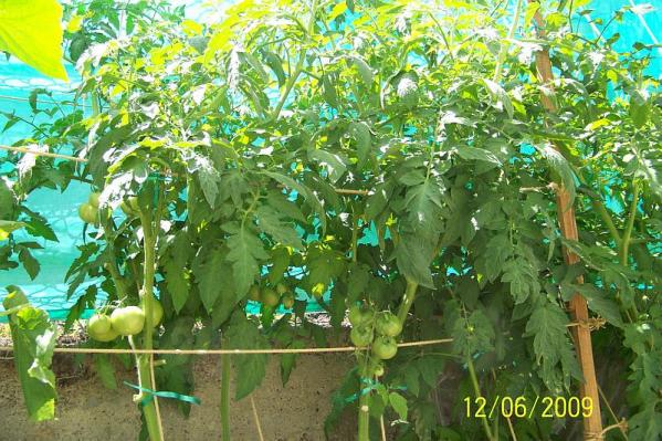 Name:  100_3734.jpg
Views: 3557
Size:  70.5 KB