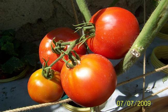 Name:  100_3827.jpg
Views: 3501
Size:  45.6 KB
