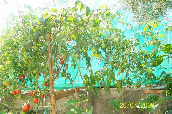 Name:  100_3884.jpg
Views: 3652
Size:  71.3 KB