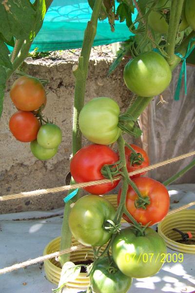 Name:  100_3829.jpg
Views: 3492
Size:  64.7 KB