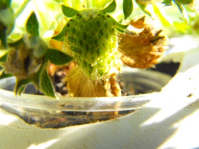 Name:  Image00003.jpg
Views: 3252
Size:  40.7 KB