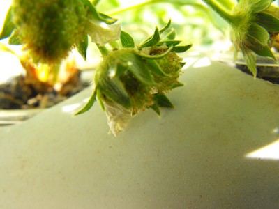 Name:  Image00002.jpg
Views: 3233
Size:  34.4 KB