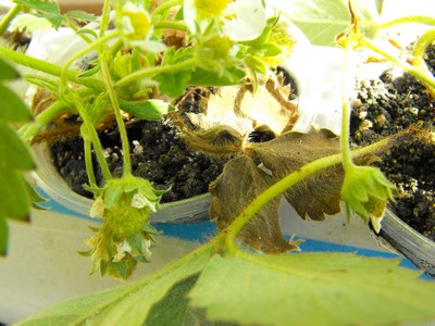 Name:  Image00005.jpg
Views: 2934
Size:  49.8 KB