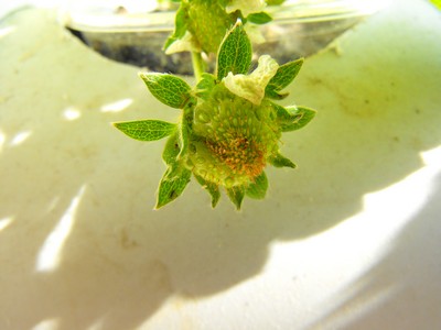 Name:  Image00006.jpg
Views: 2859
Size:  30.5 KB