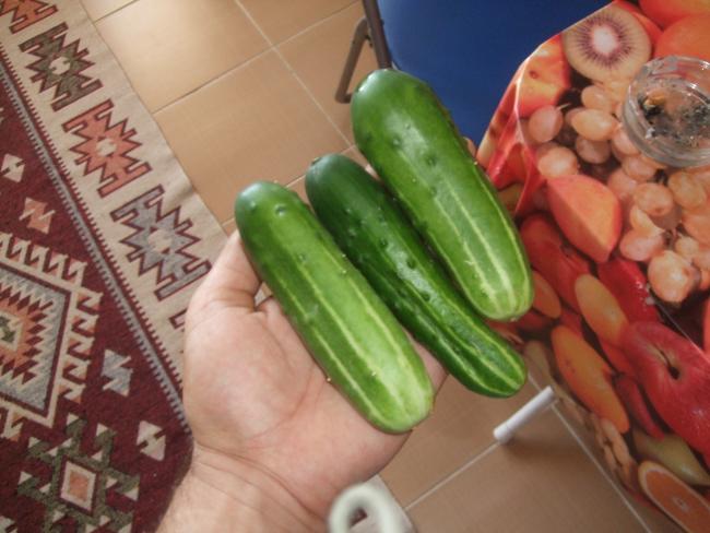 Name:  DSCF1577.jpg
Views: 2007
Size:  44.0 KB