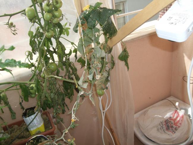 Name:  DSCF1699.jpg
Views: 2002
Size:  50.5 KB