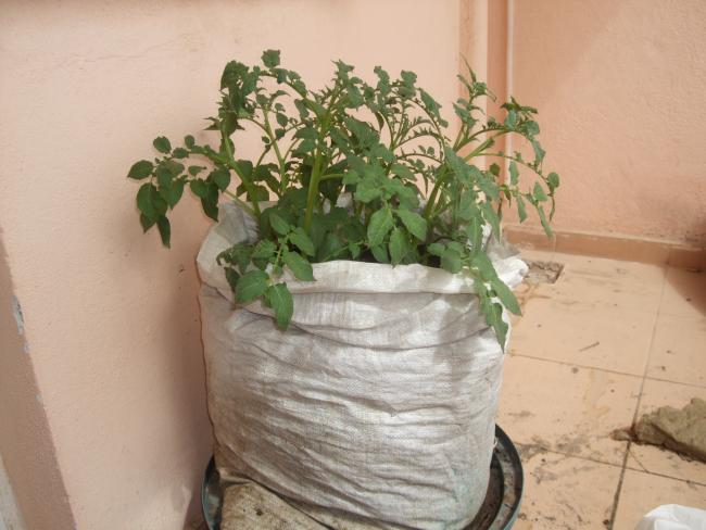 Name:  DSCF1704.jpg
Views: 3404
Size:  41.9 KB