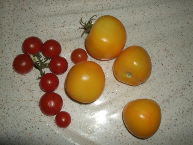 Name:  DSCF1713.jpg
Views: 1943
Size:  43.6 KB