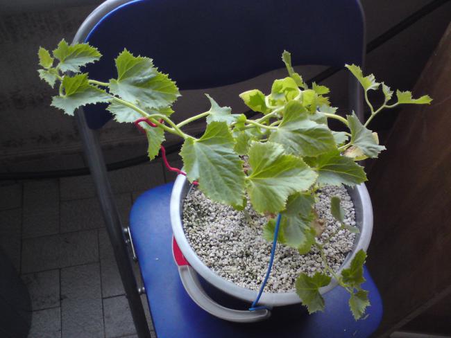 Name:  DSC00008.jpg
Views: 939
Size:  43.1 KB